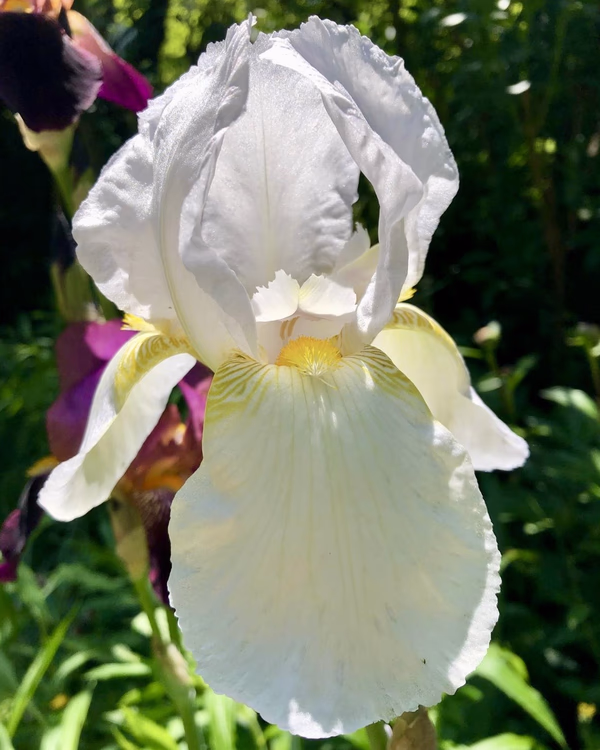 White iris